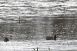 20180428_Amerikaanse Wintertaling_Terschelling